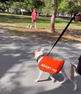 Illustration de l'article : L’espoir d’Aramis, un toutou qui déprime derrière les barreaux de son box, de trouver enfin une famille pour la vie (vidéo)