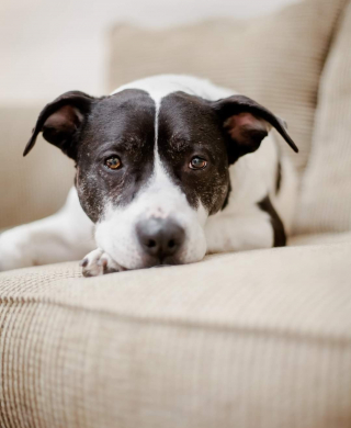 Illustration de l'article : Le triste record de Flip, qui a passé 2 555 jours derrière les barreaux d’un box