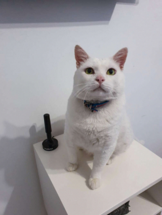 Illustration de l'article : La relation touchante entre le chien Bento et son ainé, Kiko le chat (vidéo)