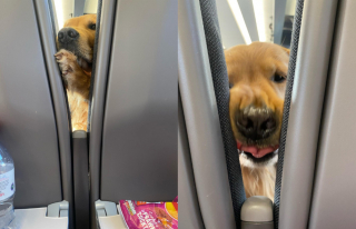 Illustration de l'article : Les efforts d'un Golden Retriever pour atteindre l'insaisissable paquet de chips amuse les passagers
