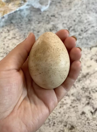 Illustration de l'article : Une chienne découvre un œuf et son instinct maternel lui dicte de veiller sur lui jusqu'à son éclosion