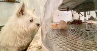 Illustration de l'article : Une chienne découvre un œuf et son instinct maternel lui dicte de veiller sur lui jusqu'à son éclosion