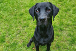 Illustration de l'article : Ce Labrador manque de s&rsquo;&eacute;touffer en avalant une chaussette mais est sauv&eacute; in extremis par des v&eacute;t&eacute;rinaires