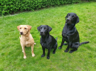 Illustration de l'article : Ce Labrador manque de s&rsquo;&eacute;touffer en avalant une chaussette mais est sauv&eacute; in extremis par des v&eacute;t&eacute;rinaires