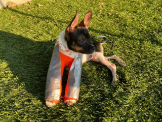 Illustration de l'article : Ce chiot est né avec des pattes à l’envers et une équipe de vétérinaires va tenter de les remettre à l’endroit