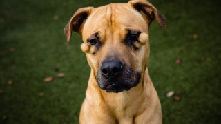 Illustration de l'article : Le parcours difficile de Dutchess, une adorable chienne ignorée à cause de sa « différence »