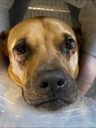 Illustration de l'article : Le parcours difficile de Dutchess, une adorable chienne ignorée à cause de sa « différence »