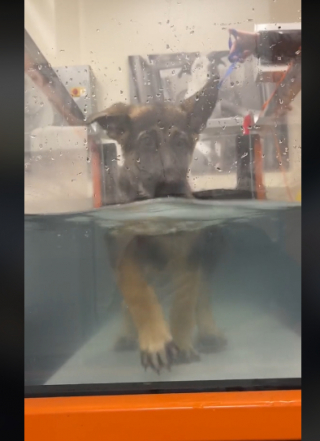 Illustration de l'article : Le parcours inspirant de Ricky, un chiot Berger Allemand qui était condamné à rester paralysé des pattes arrières (vidéo)