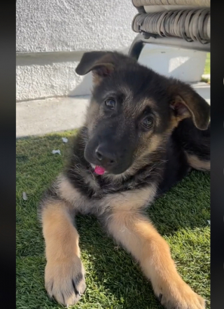 Illustration de l'article : Le parcours inspirant de Ricky, un chiot Berger Allemand qui était condamné à rester paralysé des pattes arrières (vidéo)