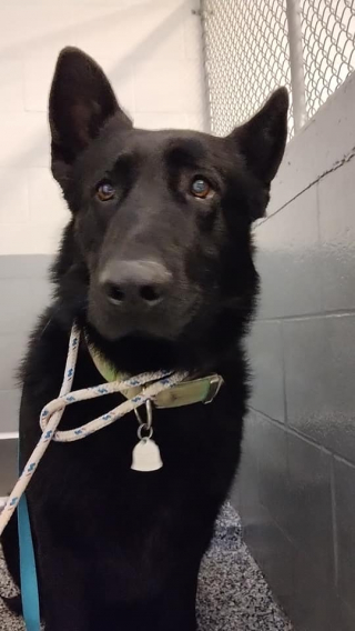 Illustration de l'article : Abandonné par ses anciens propriétaires Ghost, le Berger Allemand, choisit un jeune garçon de 7 ans comme nouveau maître