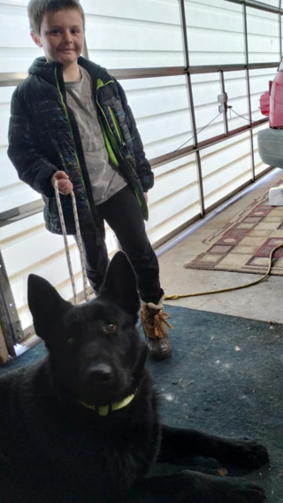 Illustration de l'article : Abandonné par ses anciens propriétaires Ghost, le Berger Allemand, choisit un jeune garçon de 7 ans comme nouveau maître