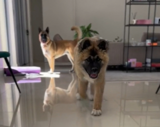 Illustration de l'article : Après 5 adoptions infructueuses, une chienne de refuge réapprend à faire confiance grâce à l’amour de sa nouvelle maîtresse (vidéo)