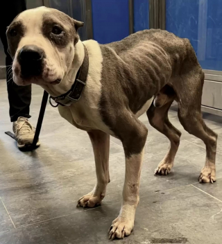 Illustration de l'article : Maltraité puis abandonné, ce chien de refuge remercie ses sauveurs avec de gros câlins