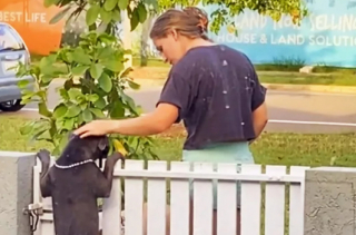 Illustration de l'article : La propri&eacute;taire de cette chienne a install&eacute; une pancarte pour que les passants lui donnent des caresses (vid&eacute;o)
