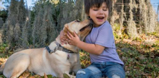 Illustration de l'article : Découvrez Merlot, la Labrador Retriever qui veille sur un enfant aveugle et autiste