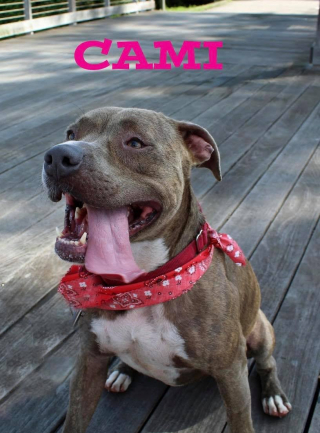 Illustration de l'article : Grâce à l’engagement sans faille de bénévoles, Cami, qui a passé 1 248 journées au refuge, peut enfin commencer une nouvelle vie