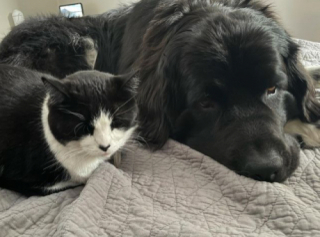 Illustration de l'article : Grâce à l’amitié qu’il partage avec un chien, ce chat parvient à rester calme chez le vétérinaire (vidéo)