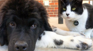 Illustration de l'article : Grâce à l’amitié qu’il partage avec un chien, ce chat parvient à rester calme chez le vétérinaire (vidéo)