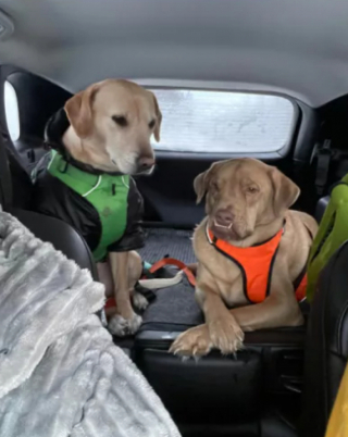 Illustration de l'article : Simba, un chien à la mâchoire unique en son genre, a trouvé la famille idéale