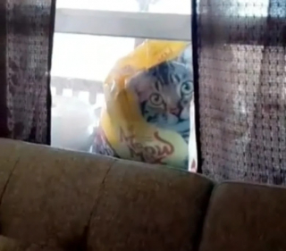 Illustration de l'article : Ce chien aboie toute la nuit pour protéger ses maîtres d’une menace insolite (vidéo)