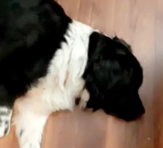 Illustration de l'article : Ce chien aboie toute la nuit pour protéger ses maîtres d’une menace insolite (vidéo)