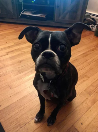 Illustration de l'article : La révolte comique d'une chienne contre ses humains qui l'emmènent en promenade sous la pluie (vidéo)