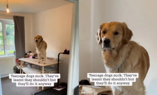 Illustration de l'article : Sheldon, le Golden Retriever turbulent, amuse sa ma&icirc;tresse et ses followers