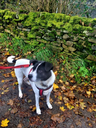 Illustration de l'article : Ce chien craintif a pass&eacute; 10 ans dans un refuge dans l'espoir de trouver la bonne famille