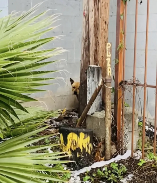 Illustration de l'article : Abandonnée dans une zone industrielle, cette chienne blessée attend patiemment le retour de ses maîtres