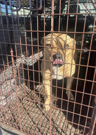 Illustration de l'article : Abandonnée dans une zone industrielle, cette chienne blessée attend patiemment le retour de ses maîtres