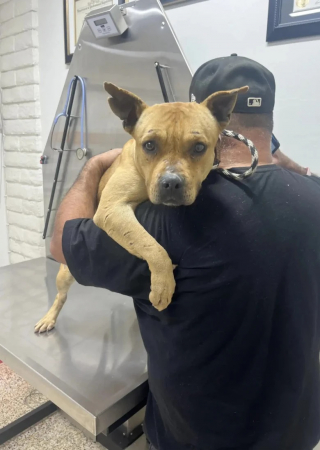 Illustration de l'article : Abandonnée dans une zone industrielle, cette chienne blessée attend patiemment le retour de ses maîtres