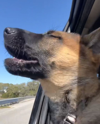 Illustration de l'article : Ce chiot Berger Allemand rencontre pour la première fois des mini chevaux (vidéo)