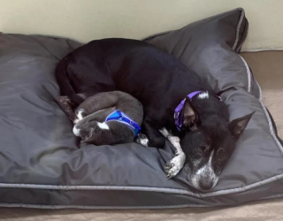 Illustration de l'article : Un chien et un chat abandonn&eacute;s restent ins&eacute;parables et cherchent une famille qui les aimera tous les deux