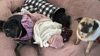 Illustration de l'article : Cette chienne aimante et obéissante est boudée par les adoptants à cause de son museau déformé