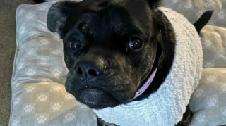 Illustration de l'article : Cette chienne aimante et obéissante est boudée par les adoptants à cause de son museau déformé