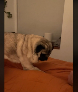 Illustration de l'article : L’adorable habitude de Sophia, le Carlin têtu, lorsqu’elle n’obtient pas ce qu’elle souhaite (vidéo)