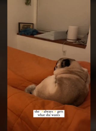 Illustration de l'article : L’adorable habitude de Sophia, le Carlin têtu, lorsqu’elle n’obtient pas ce qu’elle souhaite (vidéo)