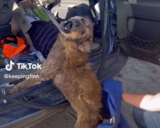 Illustration de l'article : Grâce à la bienveillance des bénévoles, ce chien agressif lors de son sauvetage s’est littéralement métamorphosé (vidéo)