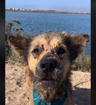 Illustration de l'article : Grâce à la bienveillance des bénévoles, ce chien agressif lors de son sauvetage s’est littéralement métamorphosé (vidéo)