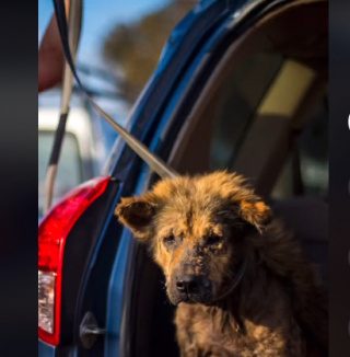 Illustration de l'article : Grâce à la bienveillance des bénévoles, ce chien agressif lors de son sauvetage s’est littéralement métamorphosé (vidéo)
