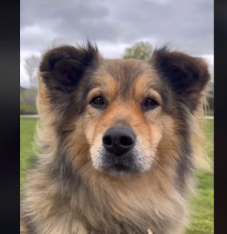 Illustration de l'article : Grâce à la bienveillance des bénévoles, ce chien agressif lors de son sauvetage s’est littéralement métamorphosé (vidéo)