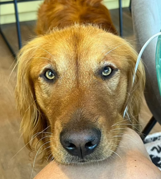 Illustration de l'article : La persévérance d’une femme pour communiquer avec son Golden Retriever, au caractère extrêmement anxieux (vidéo)