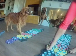 Illustration de l'article : La persévérance d’une femme pour communiquer avec son Golden Retriever, au caractère extrêmement anxieux (vidéo)