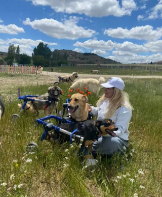 Illustration de l'article : L’engagement des bénévoles d’un refuge pour améliorer le quotidien de ses 560 pensionnaires canins (vidéo)
