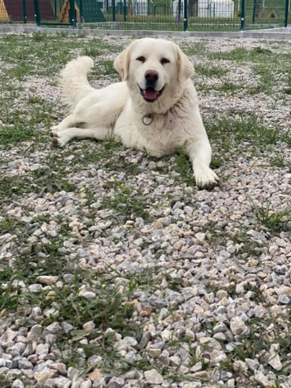 Illustration de l'article : L’engagement des bénévoles d’un refuge pour améliorer le quotidien de ses 560 pensionnaires canins (vidéo)