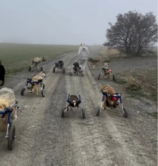 Illustration de l'article : L’engagement des bénévoles d’un refuge pour améliorer le quotidien de ses 560 pensionnaires canins (vidéo)