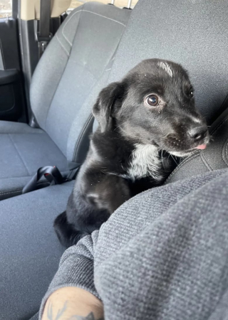 Illustration de l'article : Mystic, le chiot découvert dans un jardin, prend le chemin du bonheur grâce à sa bienfaitrice