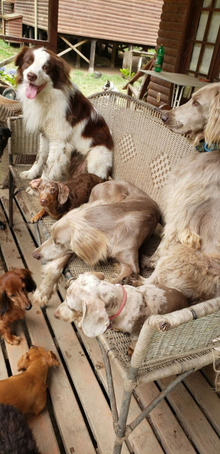 Illustration de l'article : Le soutien d'une communauté internet pour aider un couple, propriétaire de 31 boules de poils, à trouver un nouveau logement