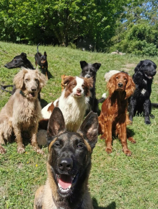 Illustration de l'article : Le soutien d'une communauté internet pour aider un couple, propriétaire de 31 boules de poils, à trouver un nouveau logement