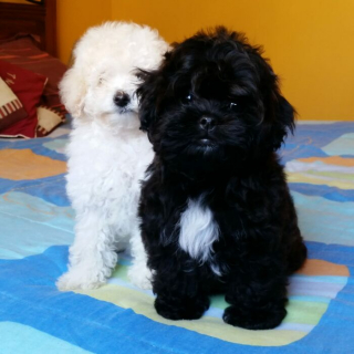 Illustration de l'article : Le soutien d'une communauté internet pour aider un couple, propriétaire de 31 boules de poils, à trouver un nouveau logement